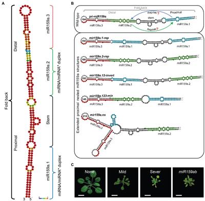 Nested miRNA Secondary Structure Is a Unique Determinant of miR159 Efficacy in Arabidopsis